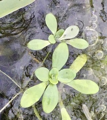 Callitriche lechleri