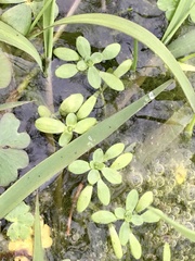 Callitriche lechleri