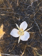 Calochortus macrocarpus maculosus
