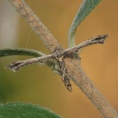 Michaelophorus indentatus