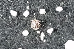 Amblyomma cajennense