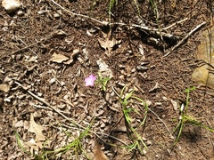 Phlox roemeriana