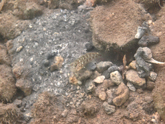 Ctenogobiops aurocingulus