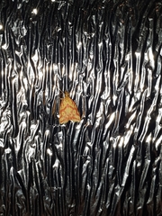 Hypercallia citrinalis