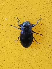 Chrysobothris chlorocephala