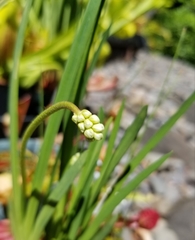 Triantha occidentalis