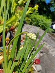 Triantha occidentalis