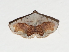 Eublemma pectorora
