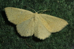 Cyclophora ruficiliaria