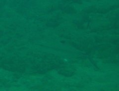 Scomberomorus regalis