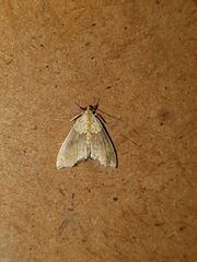 Agrotera nemoralis