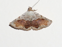 Eublemma pectorora