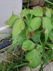 Toxicodendron radicans