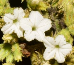 Heliotropium verdcourtii