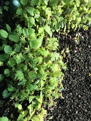 Brassica oleracea acephala