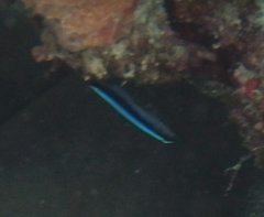 Elacatinus oceanops