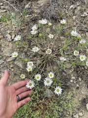 Townsendia grandiflora