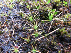 Stylidium subulatum