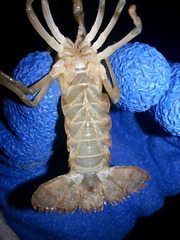 Procambarus lophotus