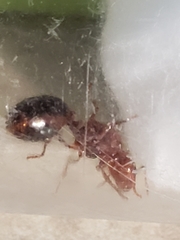 Solenopsis invicta