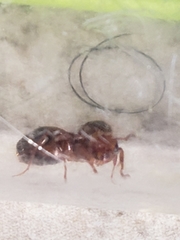 Solenopsis invicta