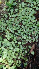 Hydrocotyle moschata parvifolia
