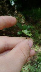 Hydrocotyle moschata parvifolia