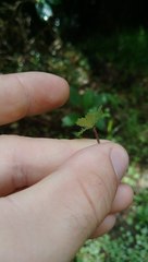 Hydrocotyle moschata parvifolia