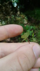 Hydrocotyle moschata parvifolia