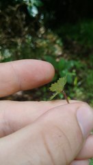 Hydrocotyle moschata parvifolia