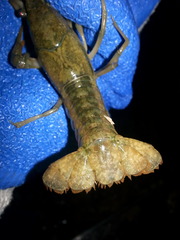 Procambarus lophotus