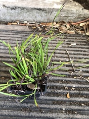 Sisyrinchium rosulatum