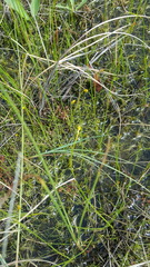Utricularia intermedia