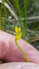 Utricularia intermedia