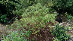 Veronica stricta stricta