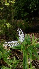 Veronica stricta stricta