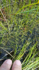 Utricularia intermedia
