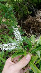 Veronica stricta stricta
