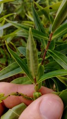 Veronica stricta stricta