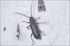 Callidiopis scutellaris