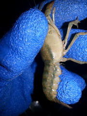 Procambarus lophotus