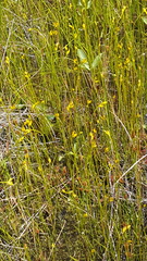 Utricularia intermedia