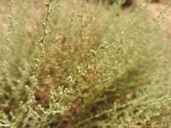 Artemisia herba-alba