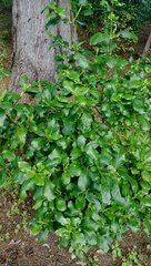 Coprosma macrocarpa macrocarpa