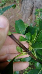 Coprosma macrocarpa macrocarpa