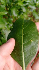 Coprosma macrocarpa macrocarpa