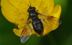 Pipiza austriaca