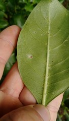 Coprosma macrocarpa macrocarpa