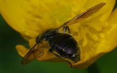 Pipiza austriaca