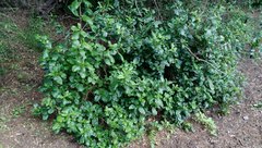 Coprosma macrocarpa macrocarpa